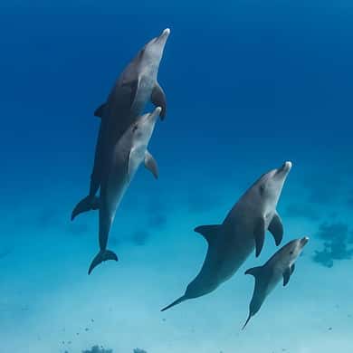Marsa Alam Dolphin House: Unforgettable 2025 Experience