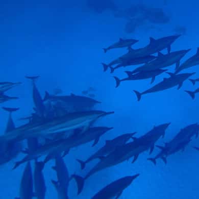 Marsa Alam Dolphin House: Unforgettable 2025 Experience