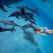 Marsa Alam Dolphin House: Unforgettable 2025 Experience