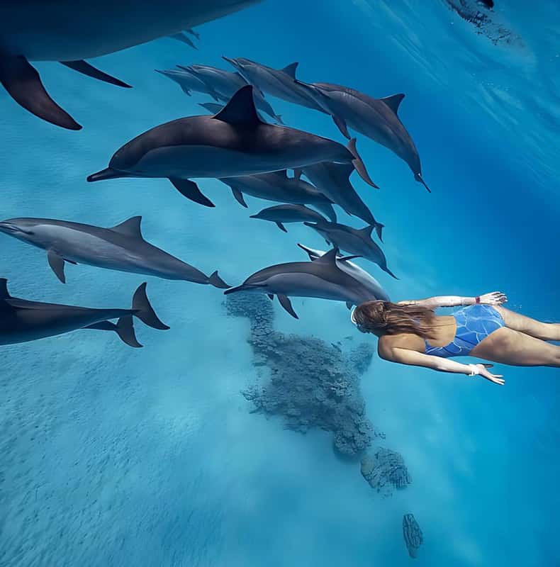 Marsa Alam Dolphin House: Unforgettable 2025 Experience