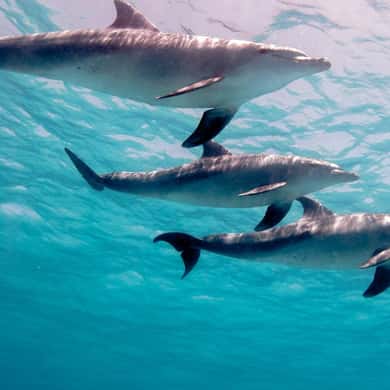 Marsa Alam tours and excursions in Egypt