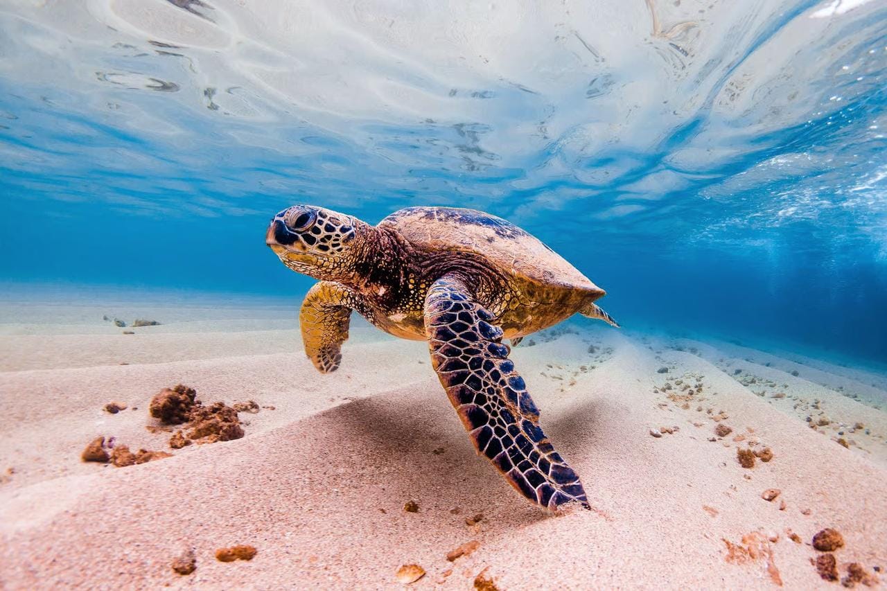 Marsa Alam: Snorkelling with Sea Turtles Marsa Mubarak - Marsa Alam Snorkelling