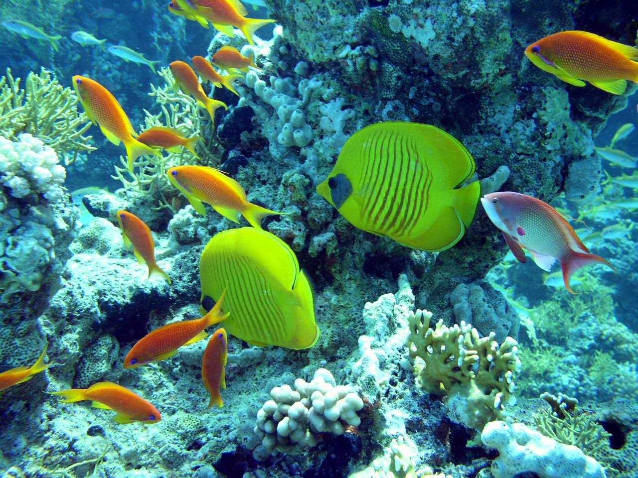 Hurghada: Full-Day Scuba Diving Tour with 2 Sites and Lunch - Hurghada Scuba Diving (Photo 1)