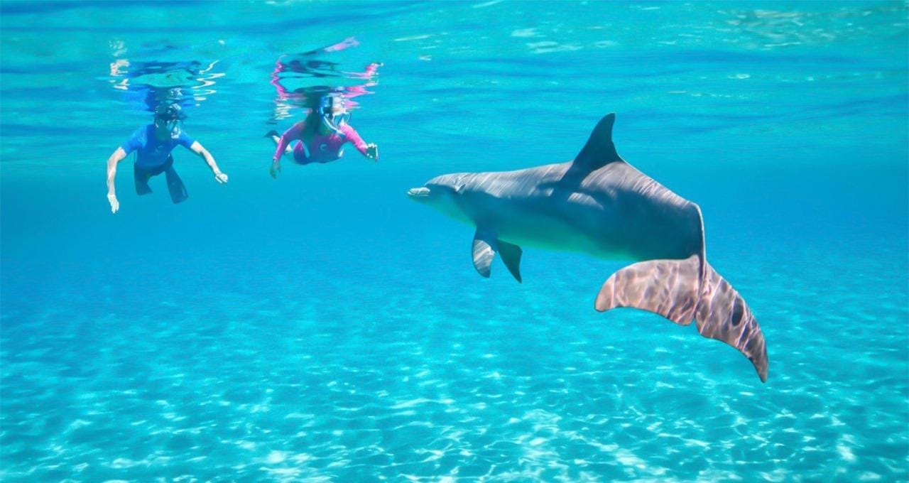 Hurghada: Dolphin watch Cruise with optional pickup - Hurghada Dolphin Watch (Photo 1)