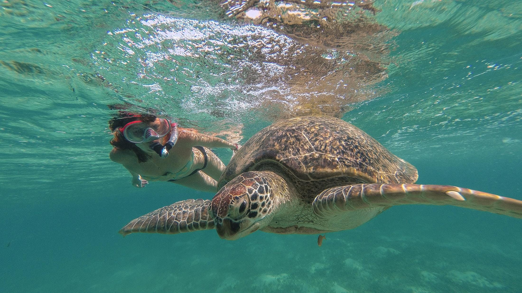 Hurghada: Turtle Bay Speedboat Tour with Snorkeling - Hurghada Turtle Bay (Photo 1)
